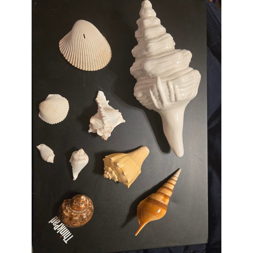 Assorted Coastal Sea Shell Collection - 9 Piece Decorative Set
